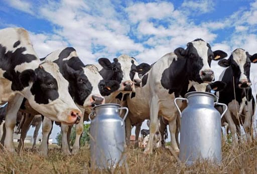 Децентралізація може врятувати  «молочний рай» на Вінниччині