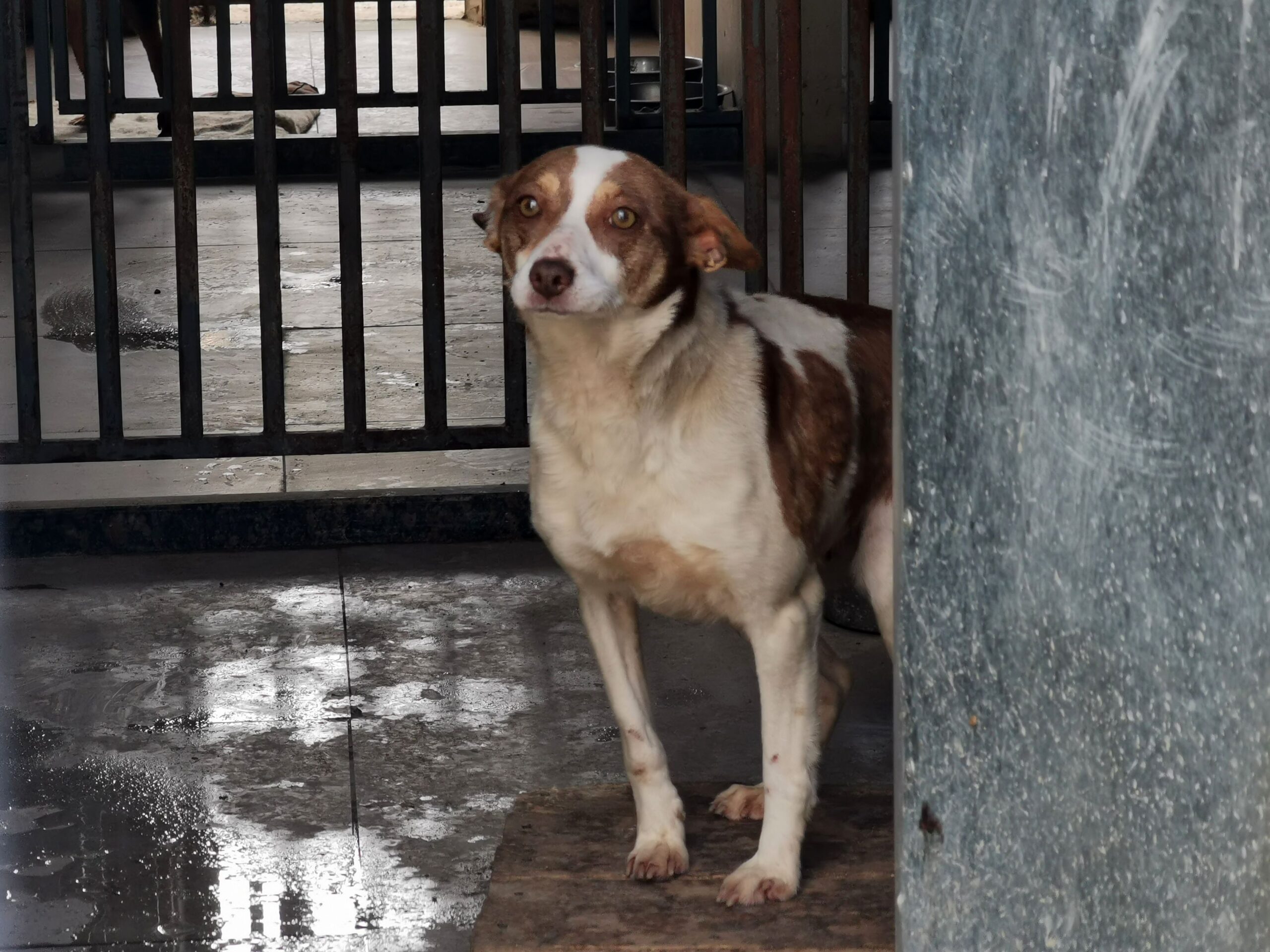 27 собак з Харківщини чекають на нових господарів у вінницькому притулку