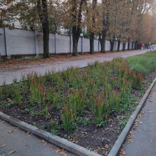 “Клумби Центрального парку пусті, бо не на часі” – відповідь від міської ради чому площа не озеленена