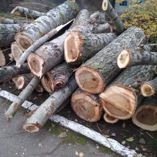 У Вінниці знесуть 4000 кубометрів дерев