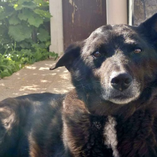 «Врятовані з Бородянки»: історія пса з притулку, який знайшов свою нову сім’ю у Вінниці
