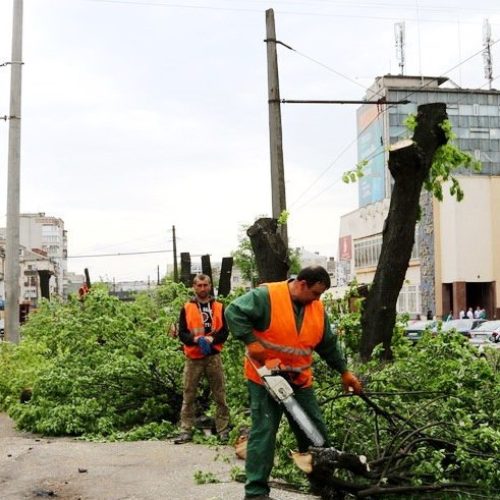 Вінницька міська рада заплатить за «видалення» дерев понад шість з половиною мільйонів гривень